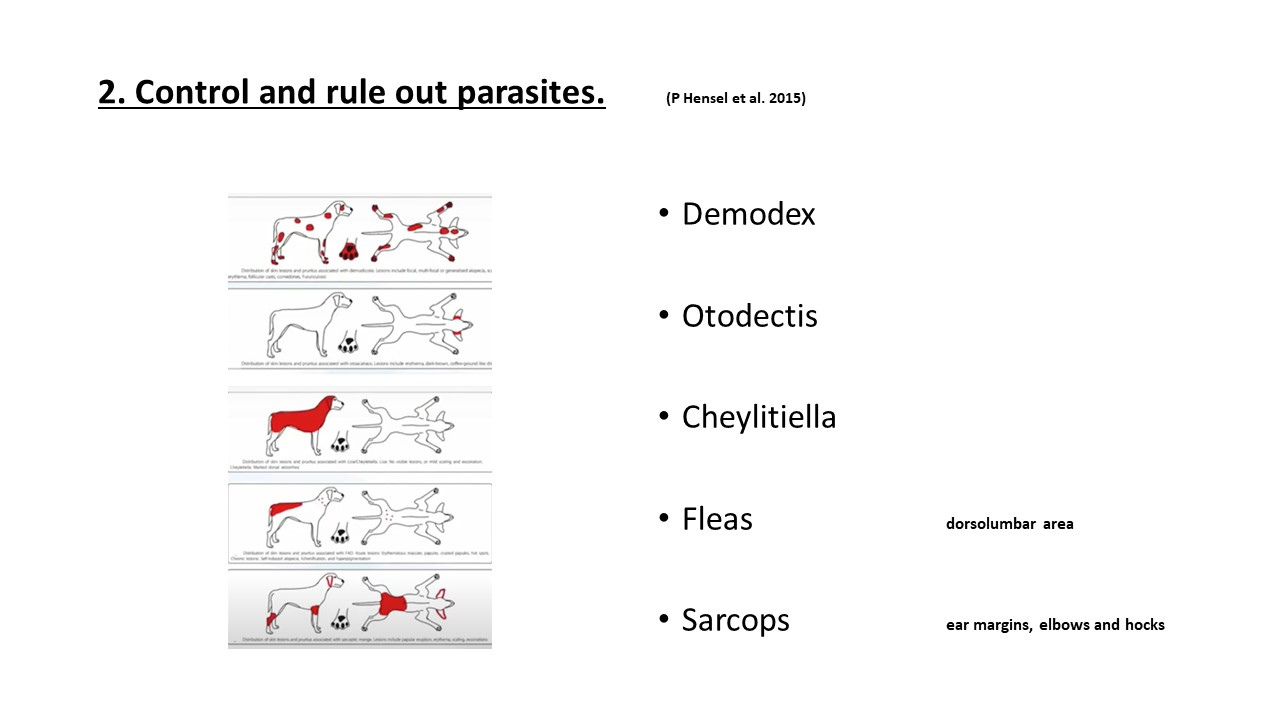 Pruritic_Dog_Webinar_Slide_18.jpg